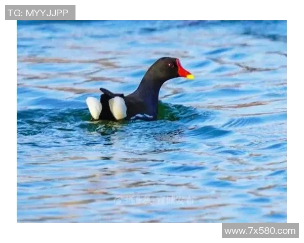 当足球巨星的爱犬走上聚光灯它们的故事同样精彩动人 当足球巨星的爱犬走上聚光灯它们的故事同样精彩动人